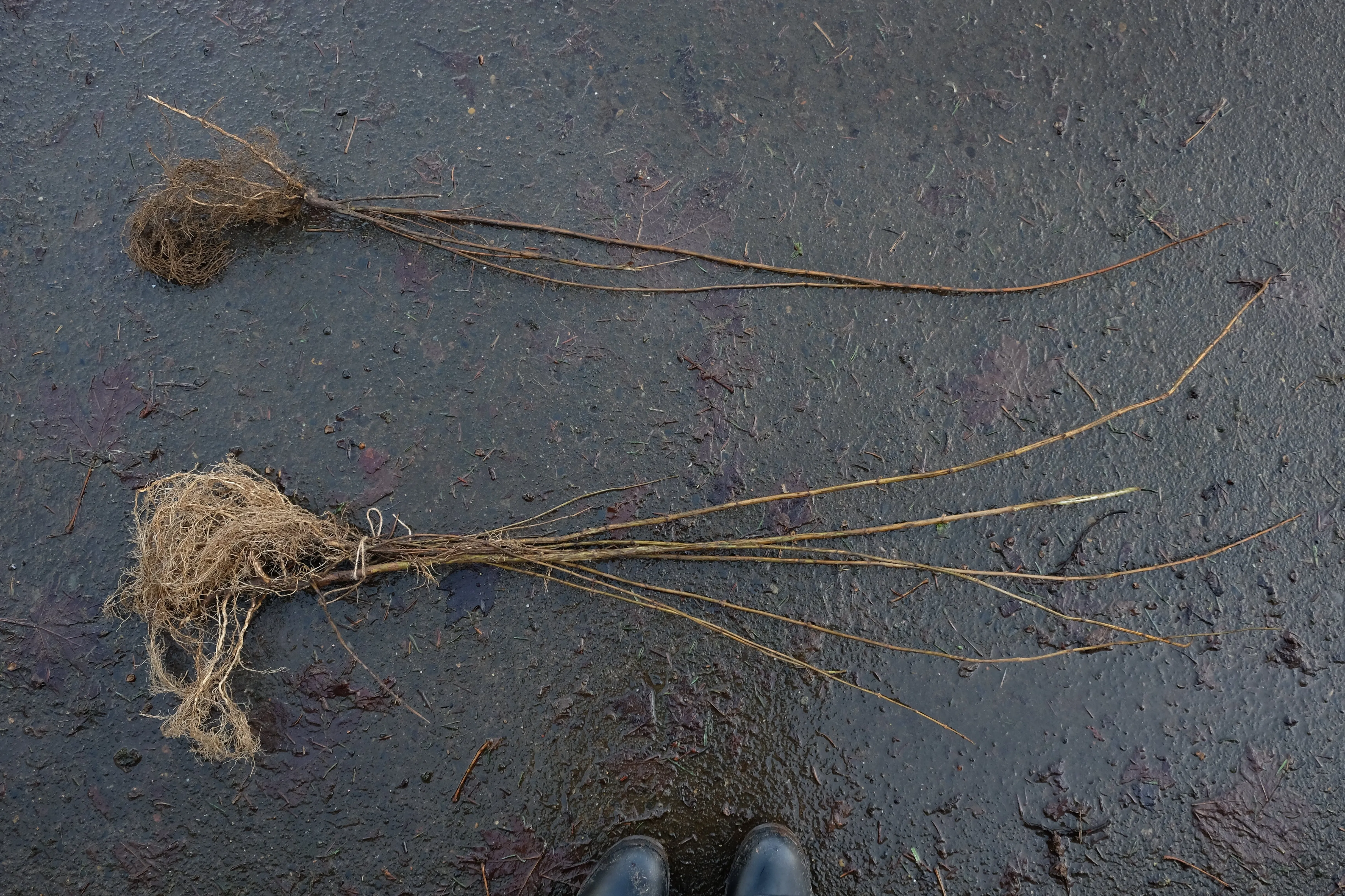 Twinberry - bundle of 5 bareroot plants